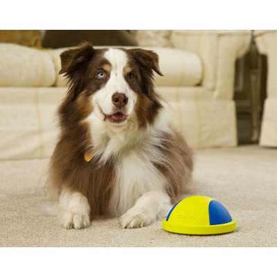 K9 Cruiser: Indoor Dog Toy That Glides, Squeaky Toy, Dog Chew Toys Small Dogs and Large Dogs